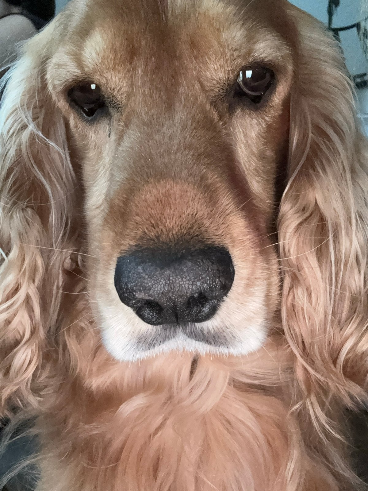 A cocker spaniel's lazy afternoon, every angle covered