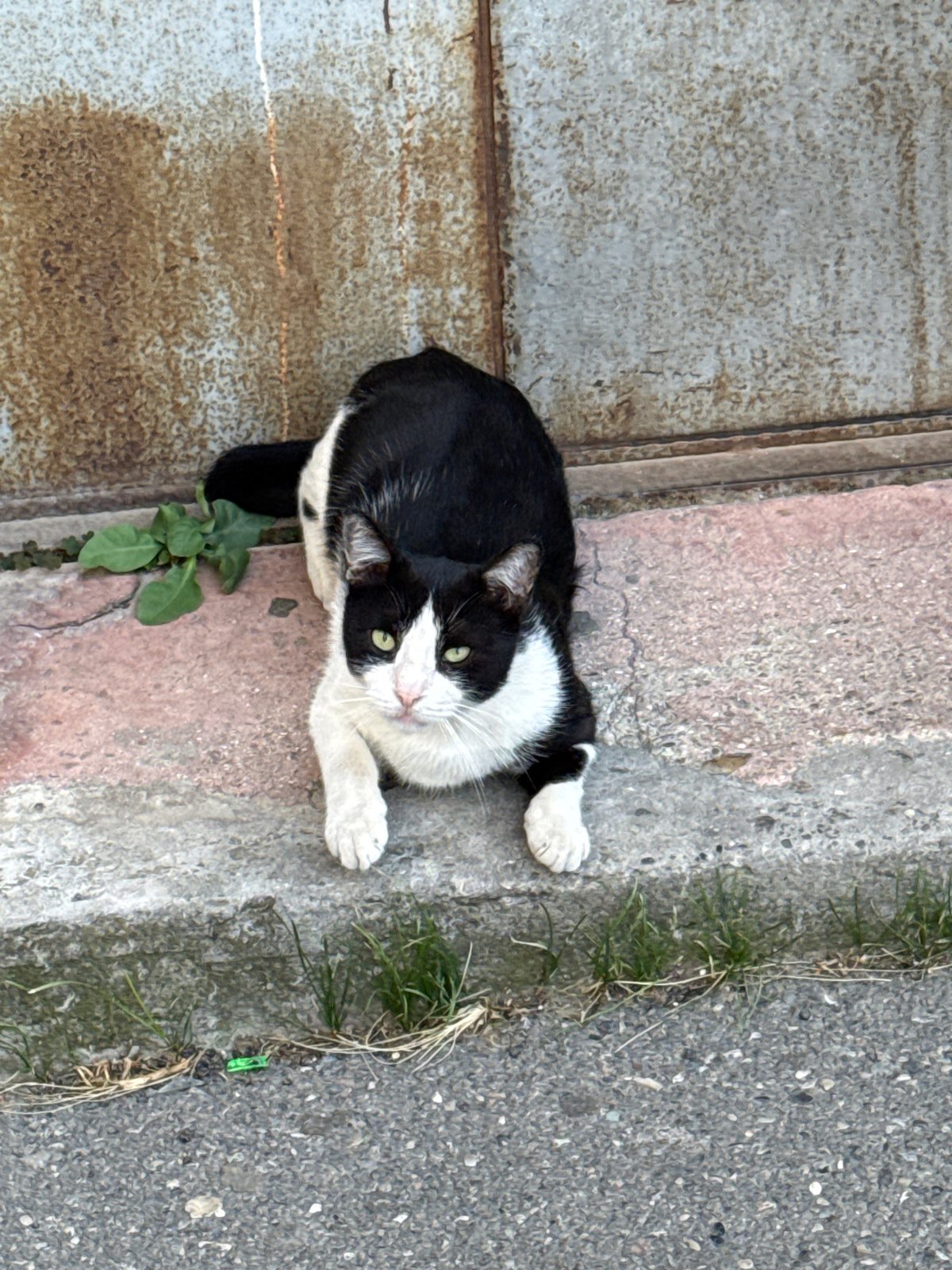 Two cats on the streets of Sabail Raion, Baku