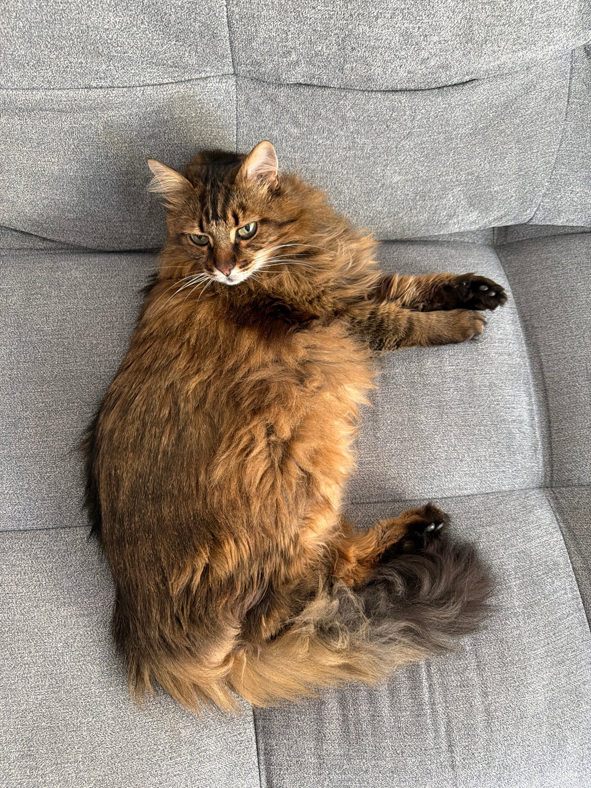 Kyiv cat claims the couch on a July morning