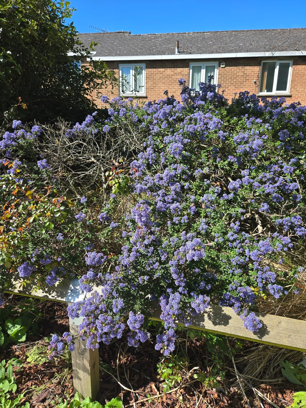 Spring blooms documented across central London gardens and streets