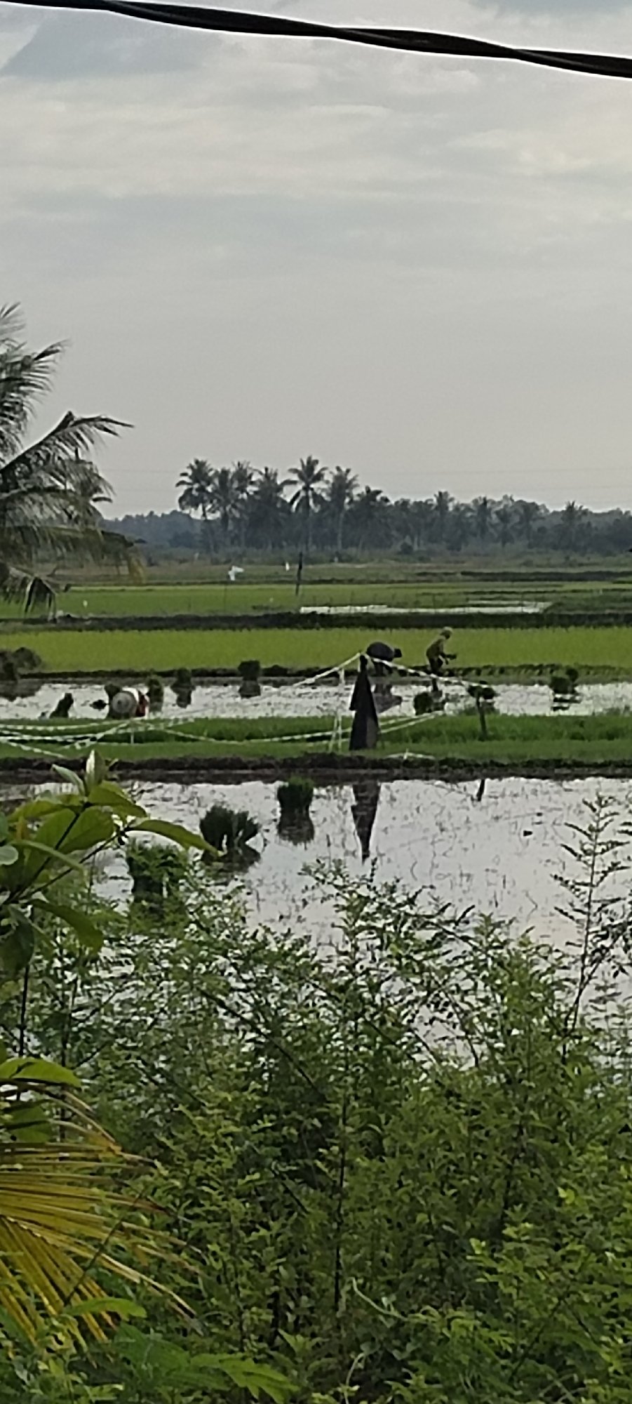 Rice paddy work underway in rural Peurupok, Indonesia