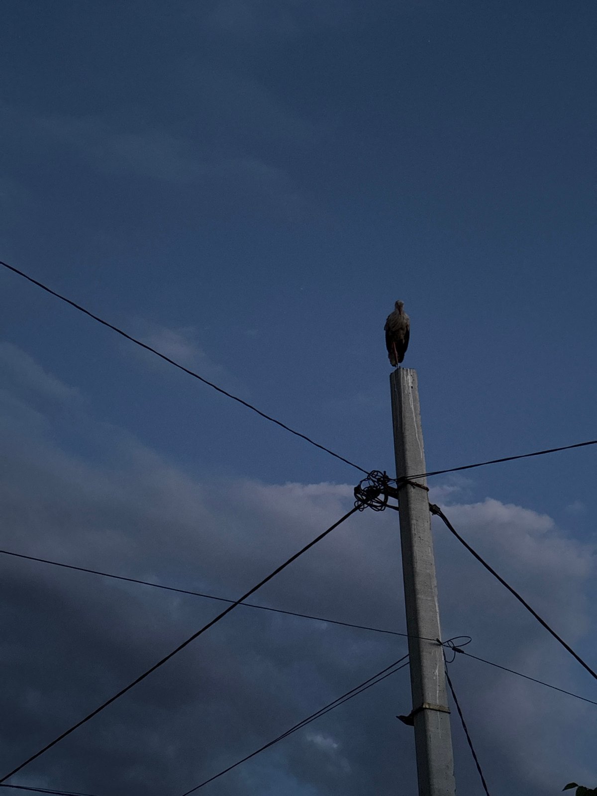 Birds on poles, beetles on dirt, dusk sky doing its thing.