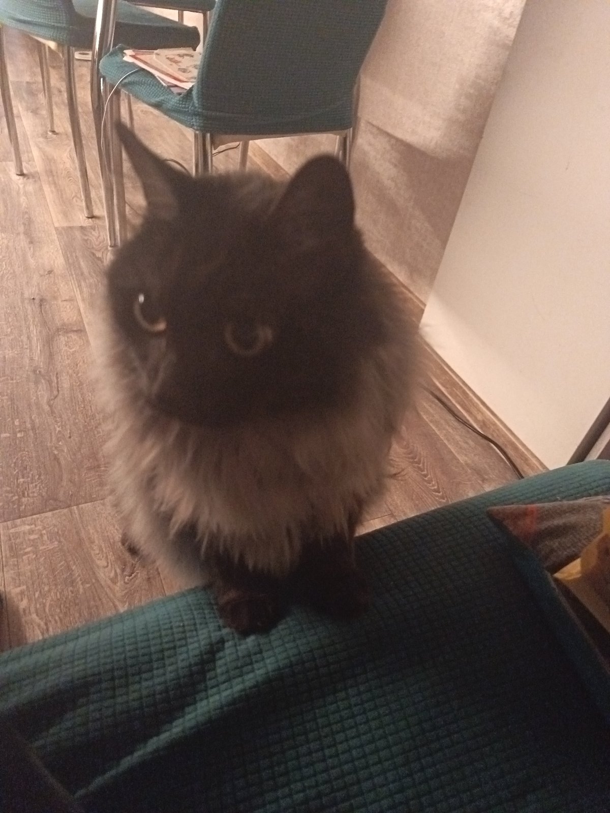 Fluffy cat observed in evening kitchen scene, Sochi