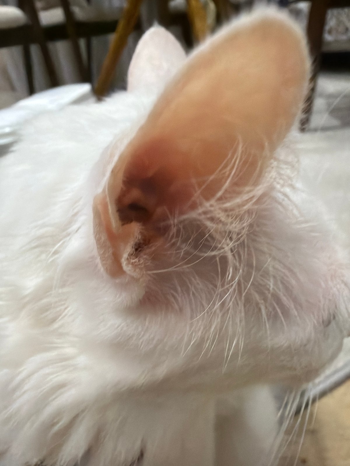 White cat and mannequin torsos photographed in indoor setting