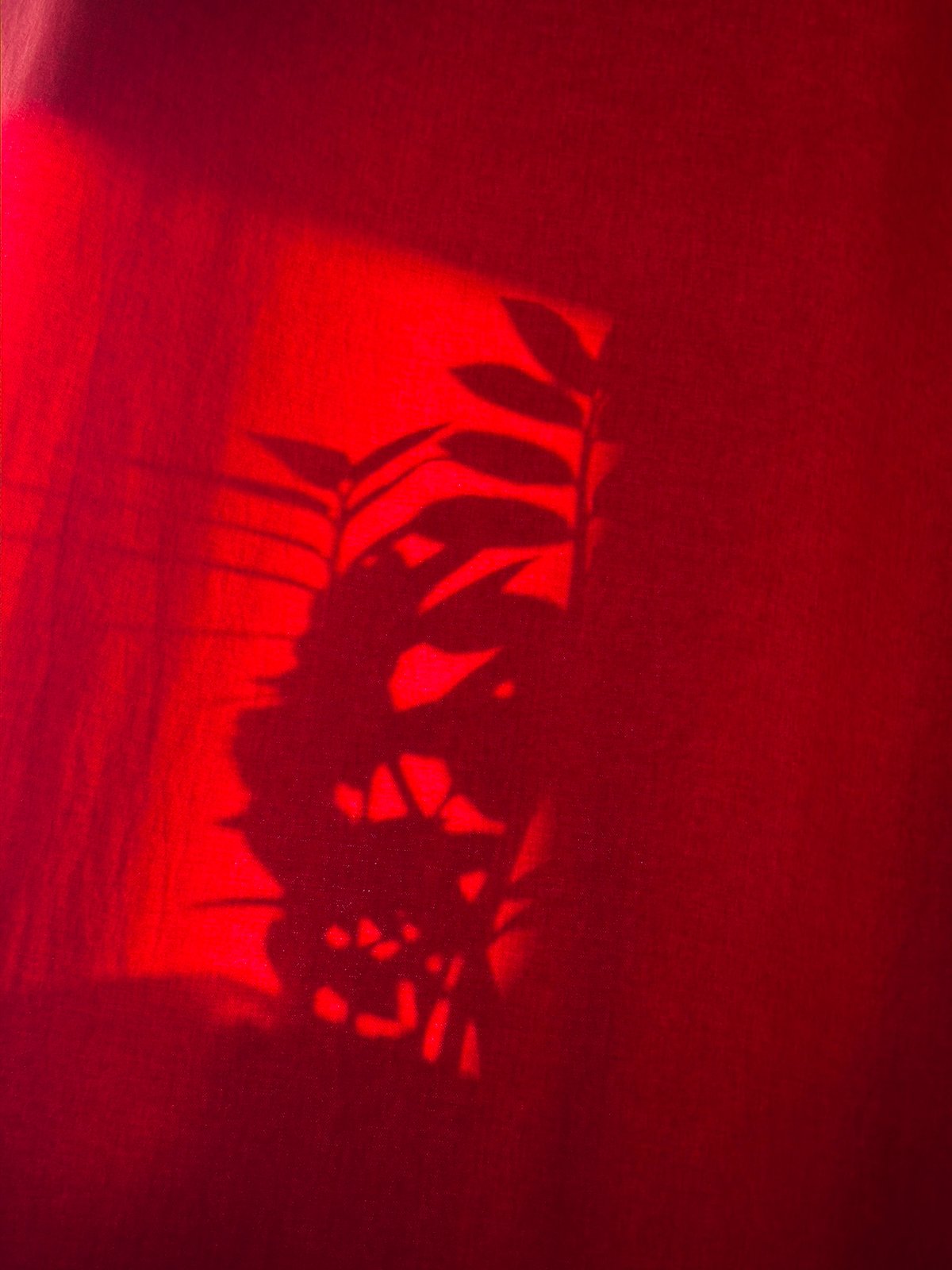 Red-illuminated material observed casting plant shadows in Chaikovsky