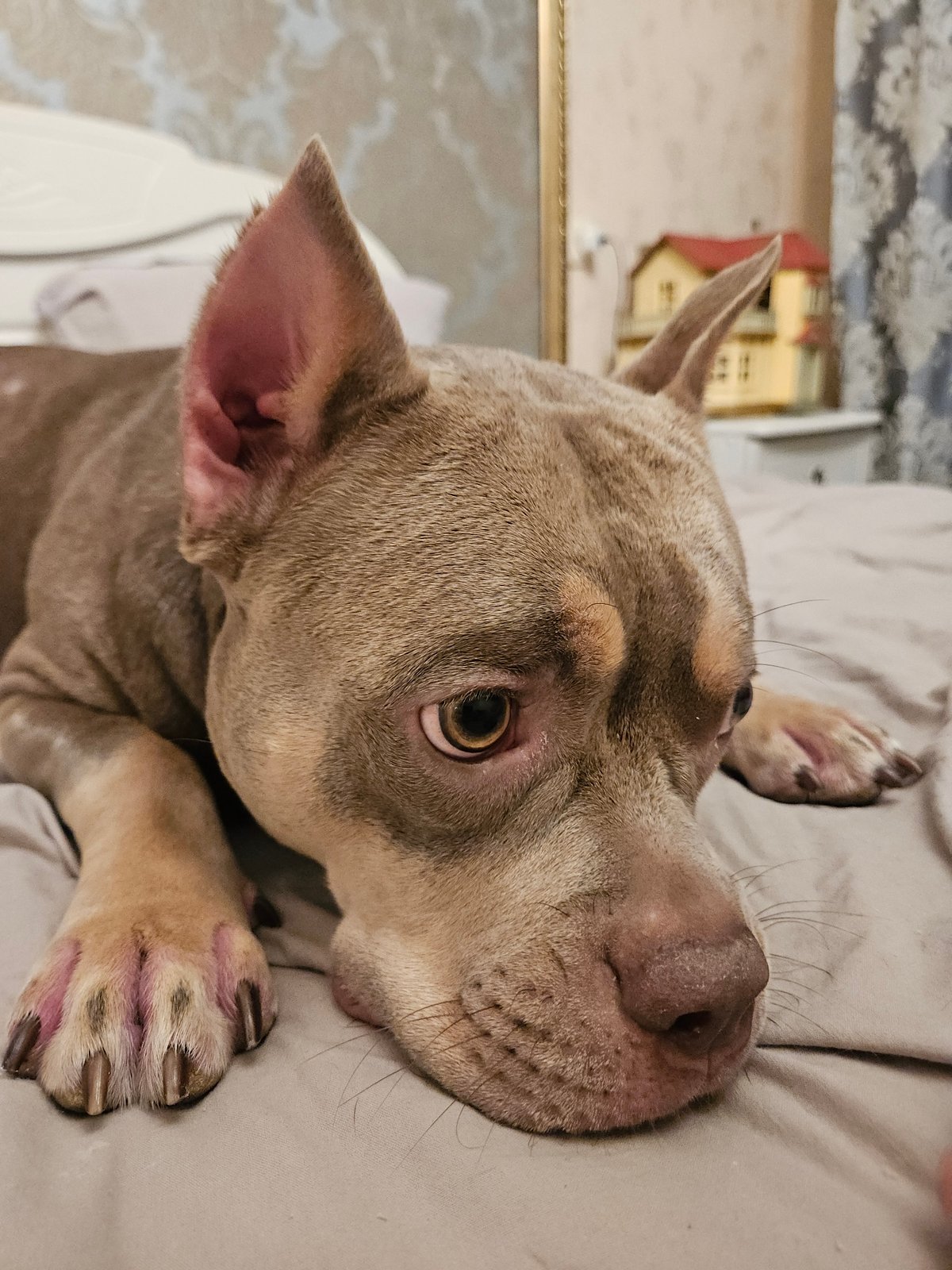 Brown dog lounging on a gray bed, close-up low-angle shot
