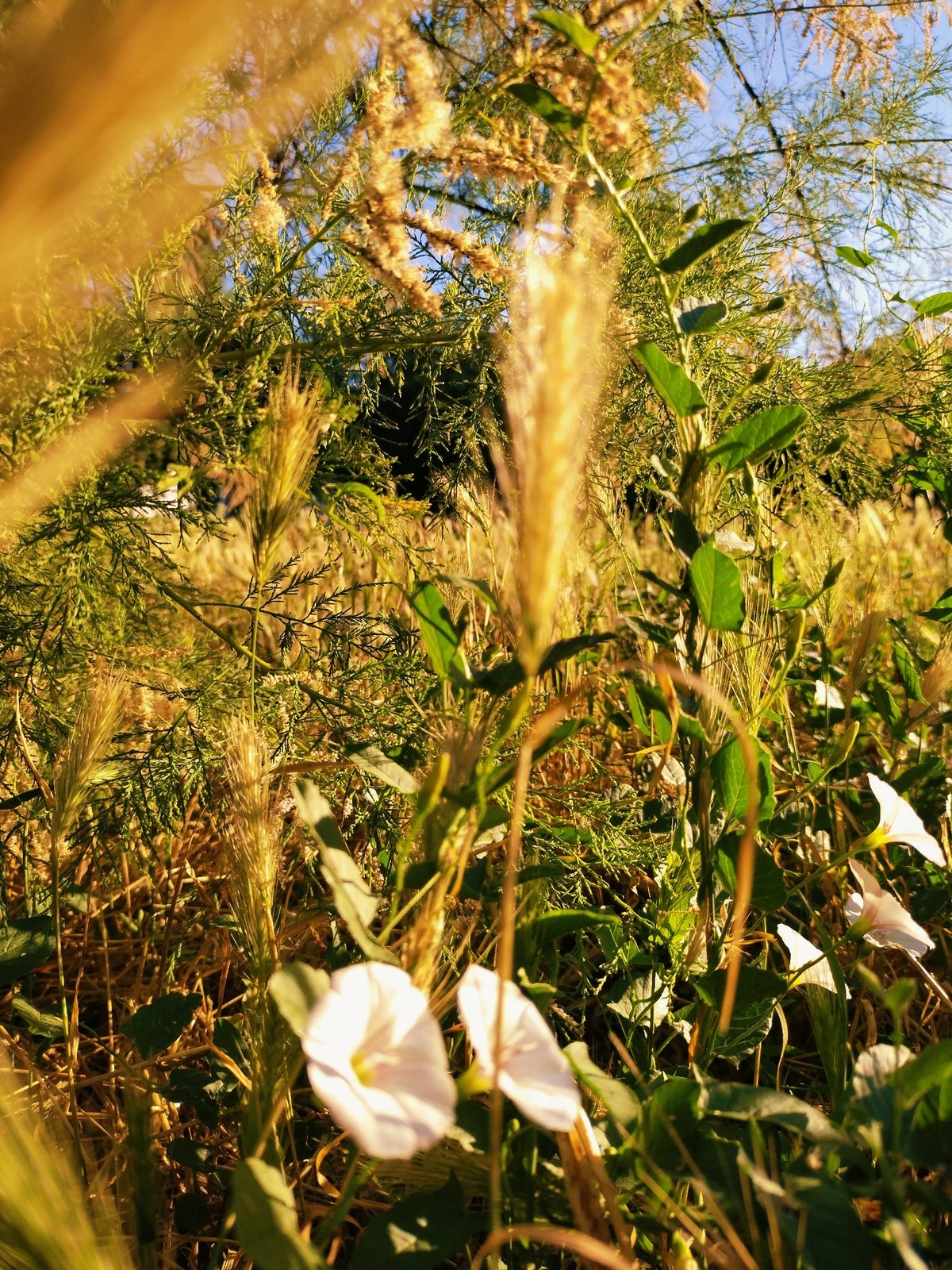Quiet summer morning in Horishni Plavni, flowers and strays
