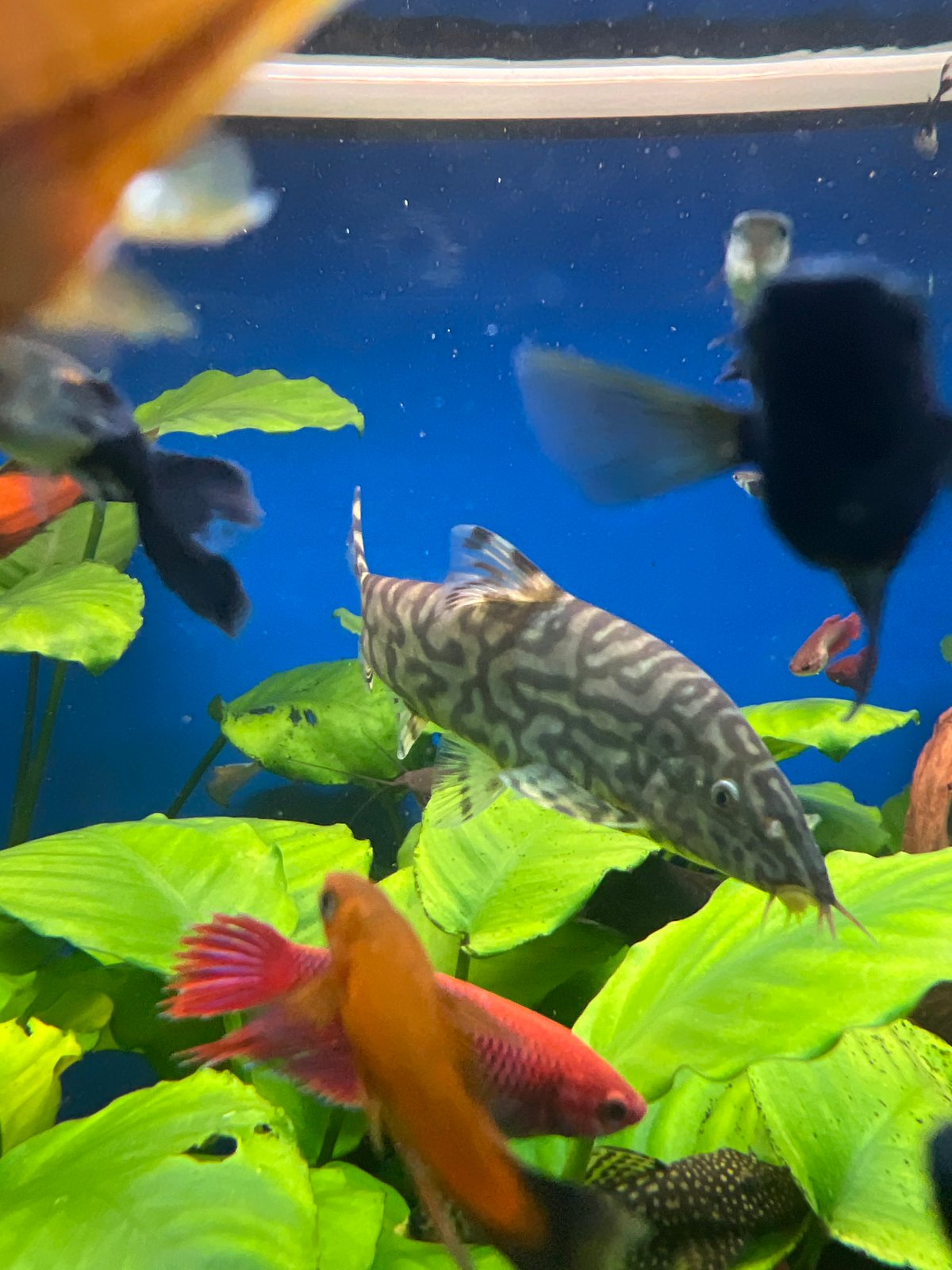 Inside a Berlin aquarium store, freshwater tanks on full display