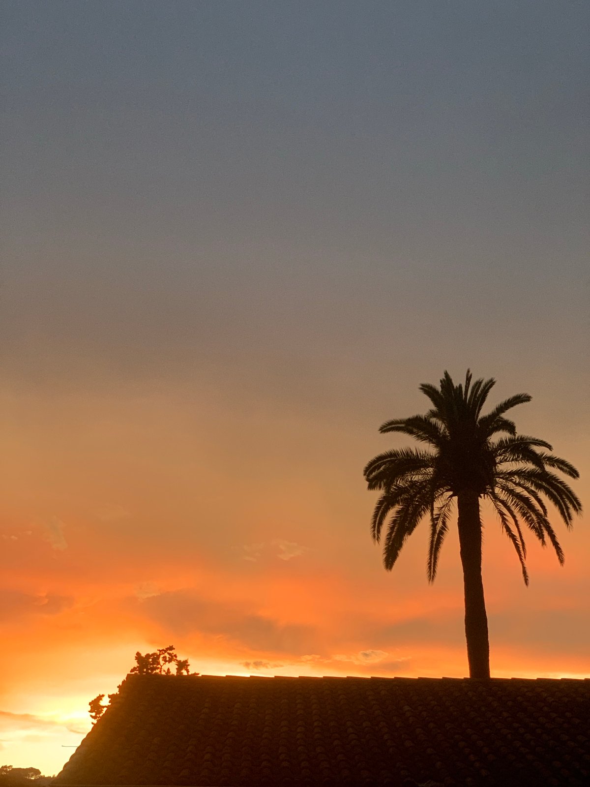 Sunset observed with palm tree silhouette in Cannes, France