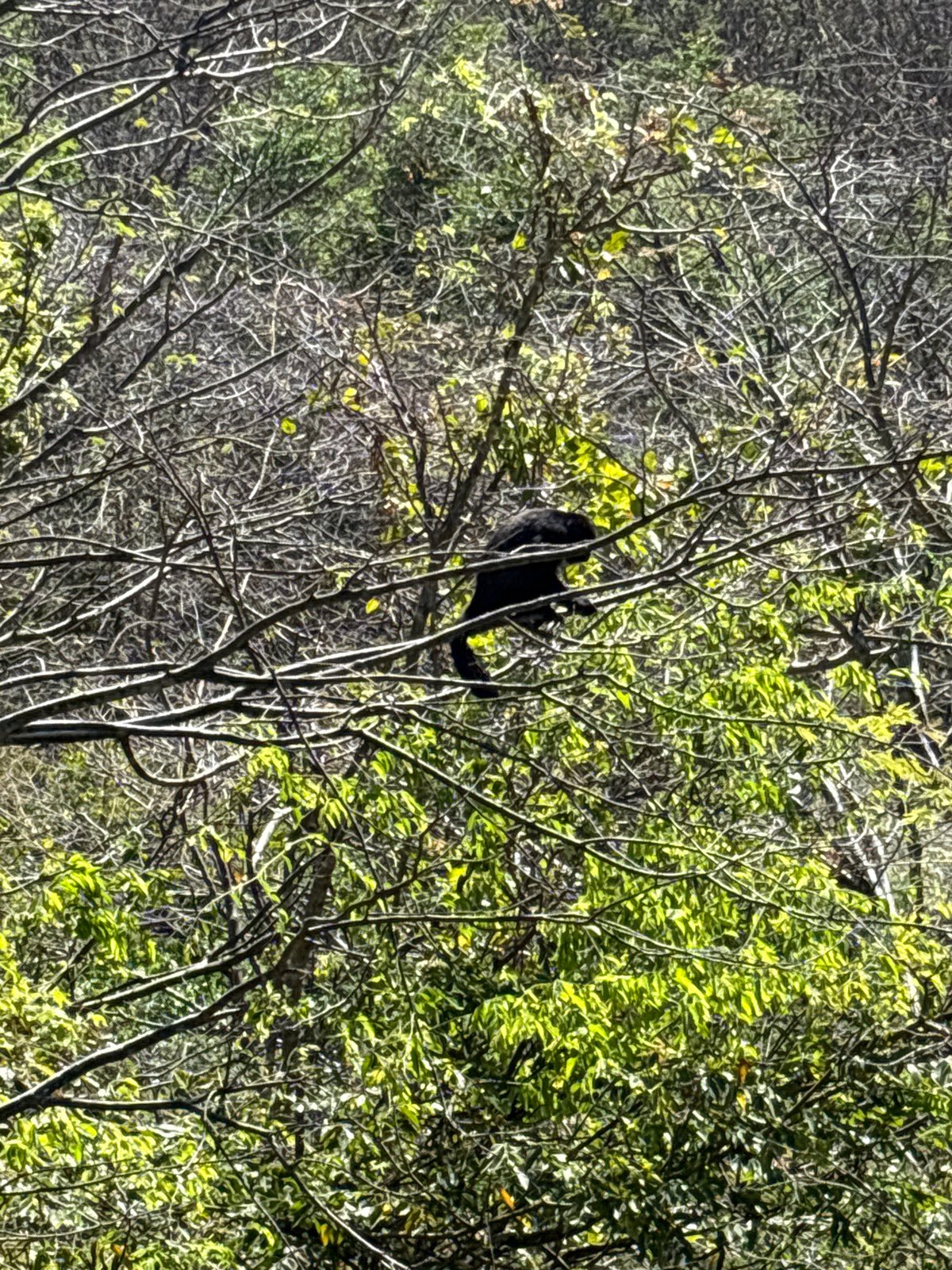 Wildlife and beach scenes documented near La Fortuna, Costa Rica