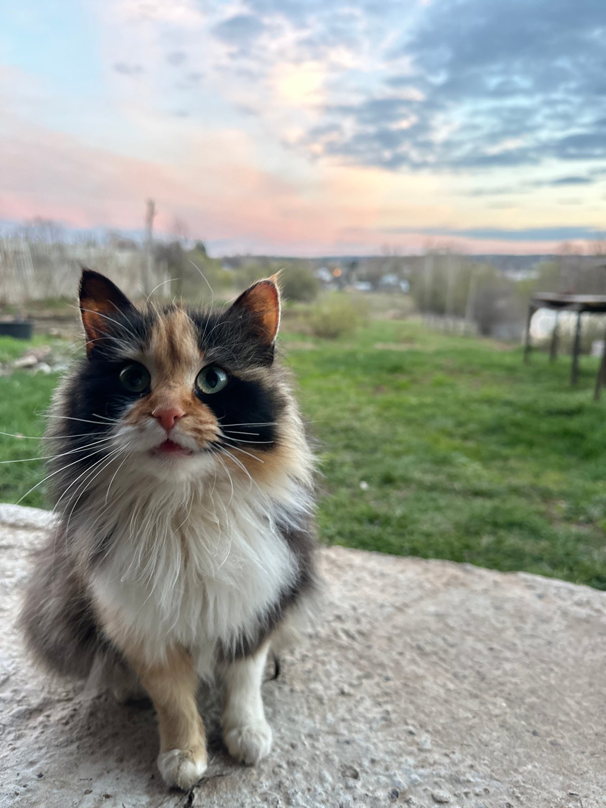 Calico cat photographed in close-up in Альняш, Russia