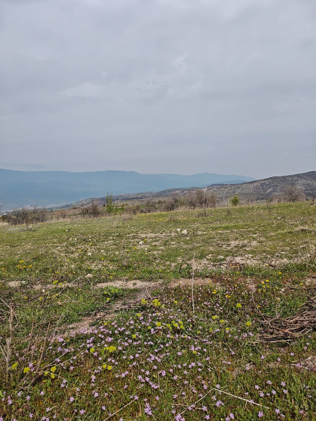 Rural mountain area documented with dog, flowers, industry