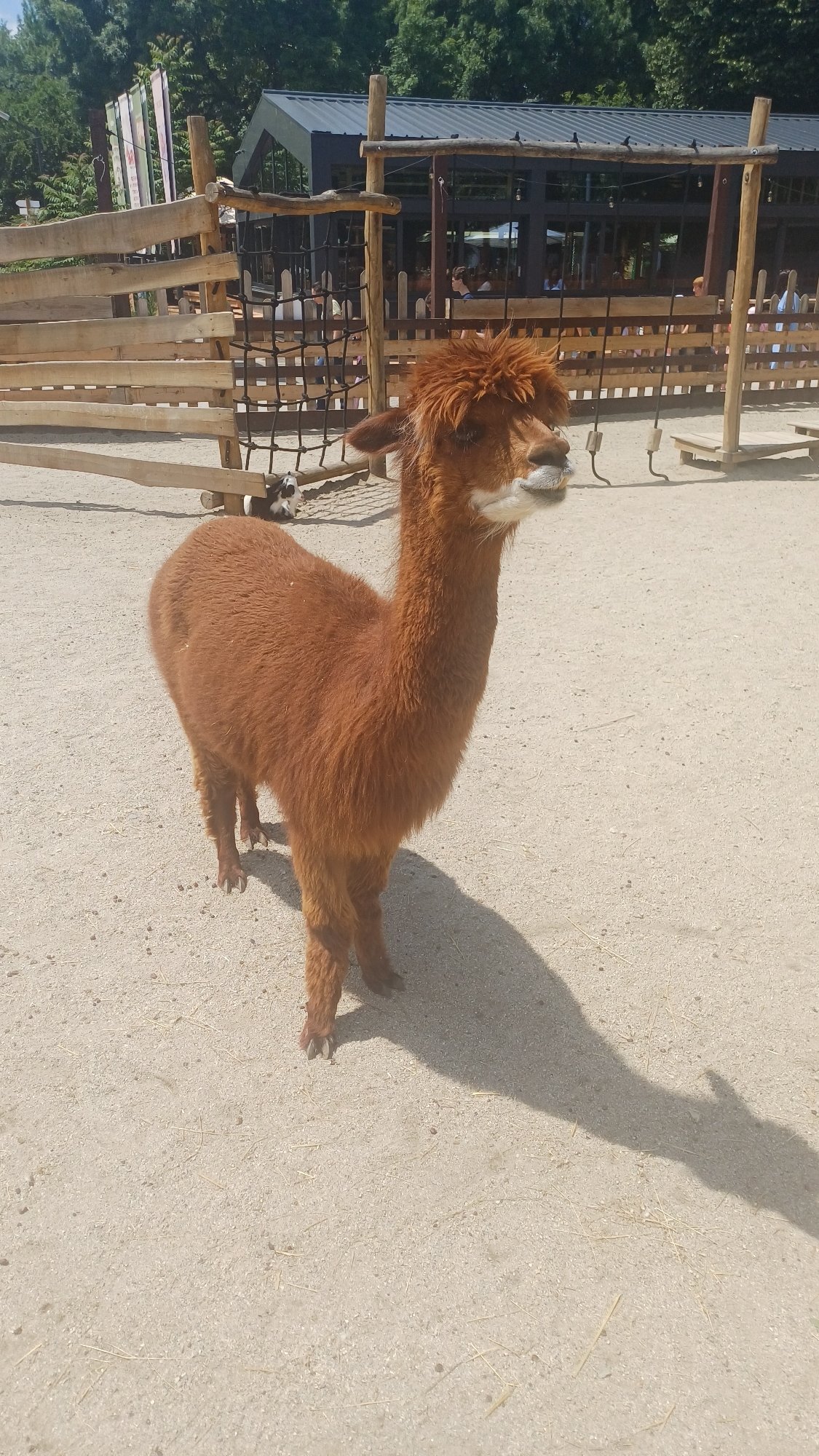 Morning cafe visit with alpaca sighting documented in Sofia