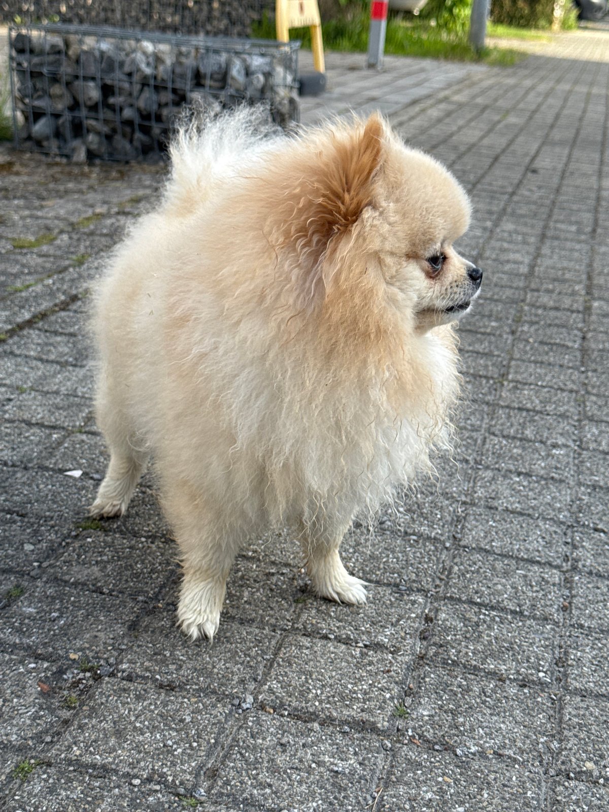 Pomeranian dog spotted on morning walk in Bietigheim-Bissingen