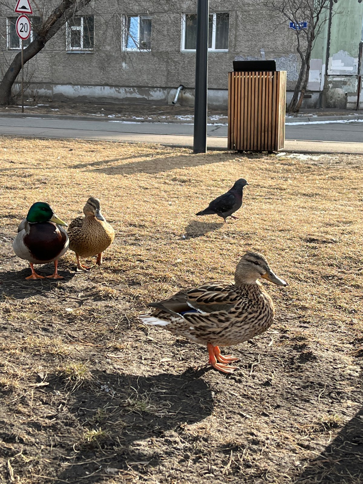 Spring morning park life documented in Krasnoyarsk, Russia