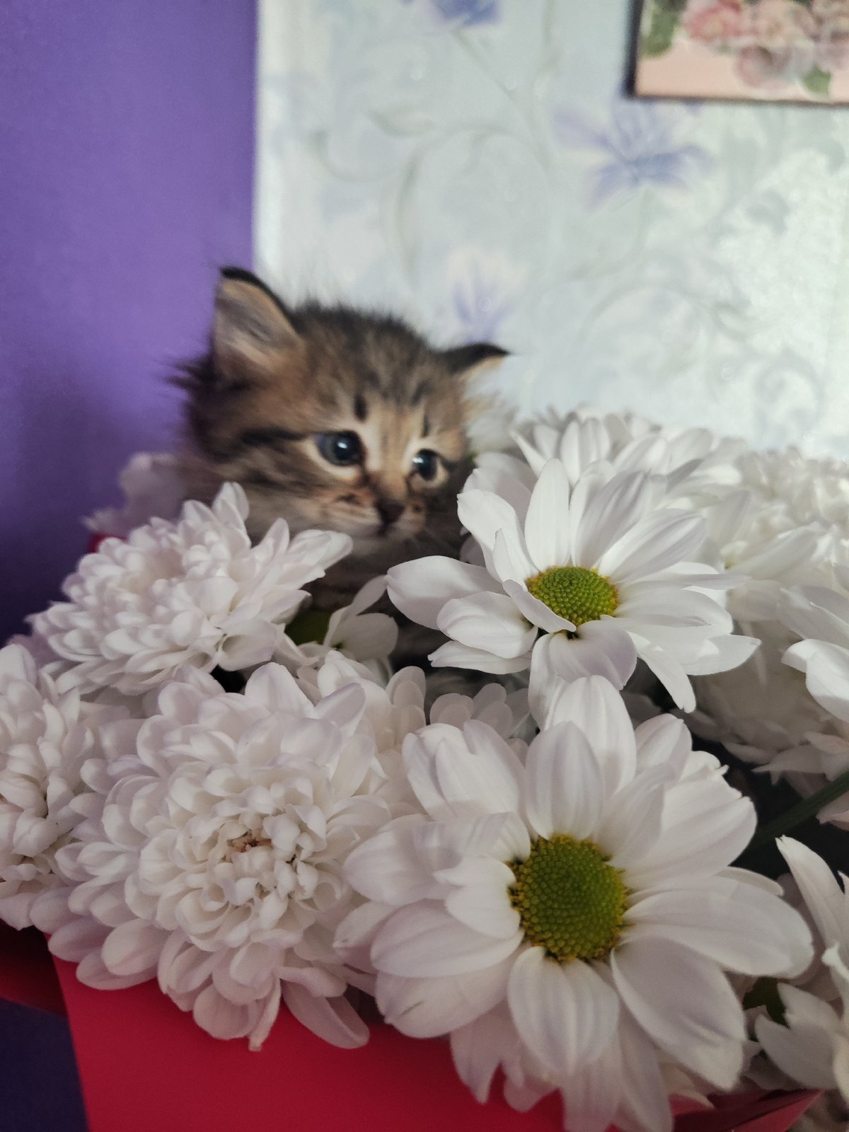Tabby kitten with blue eyes found nestled among white flowers
