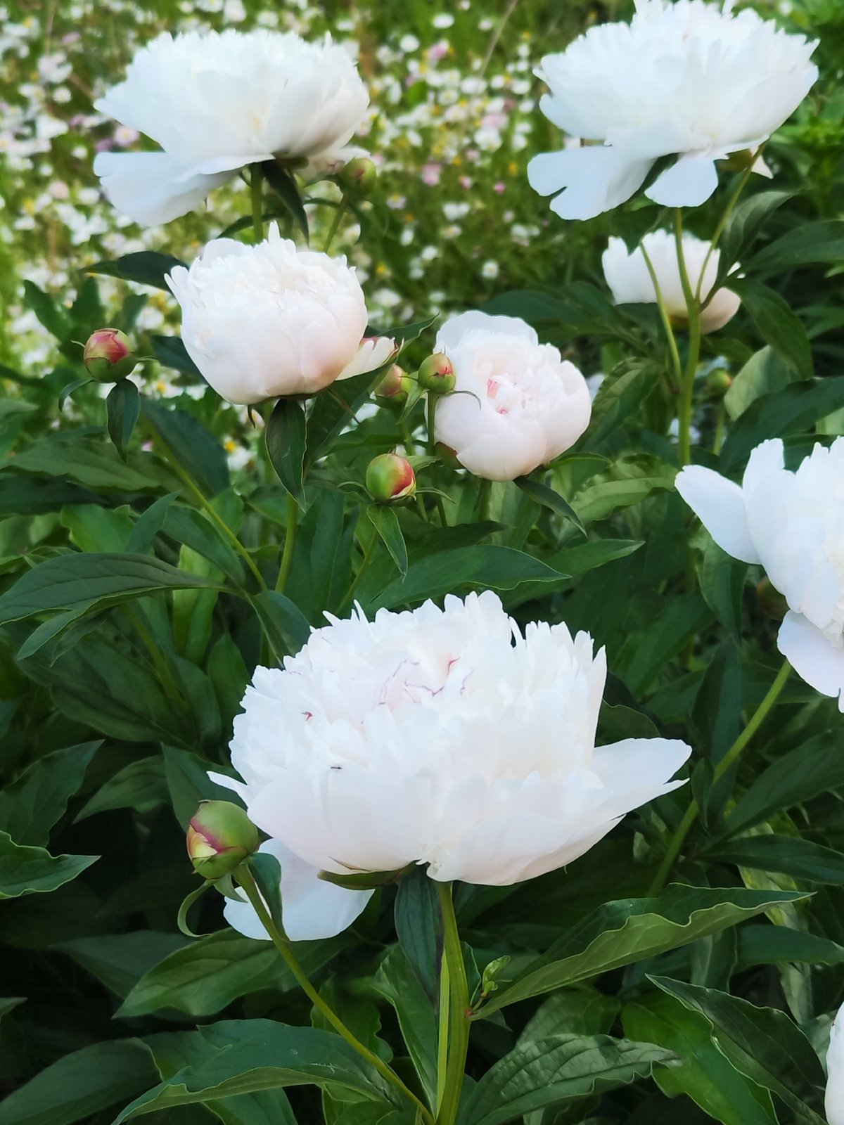 Peonies bloom, woman bowls in Chaikovsky, Russia