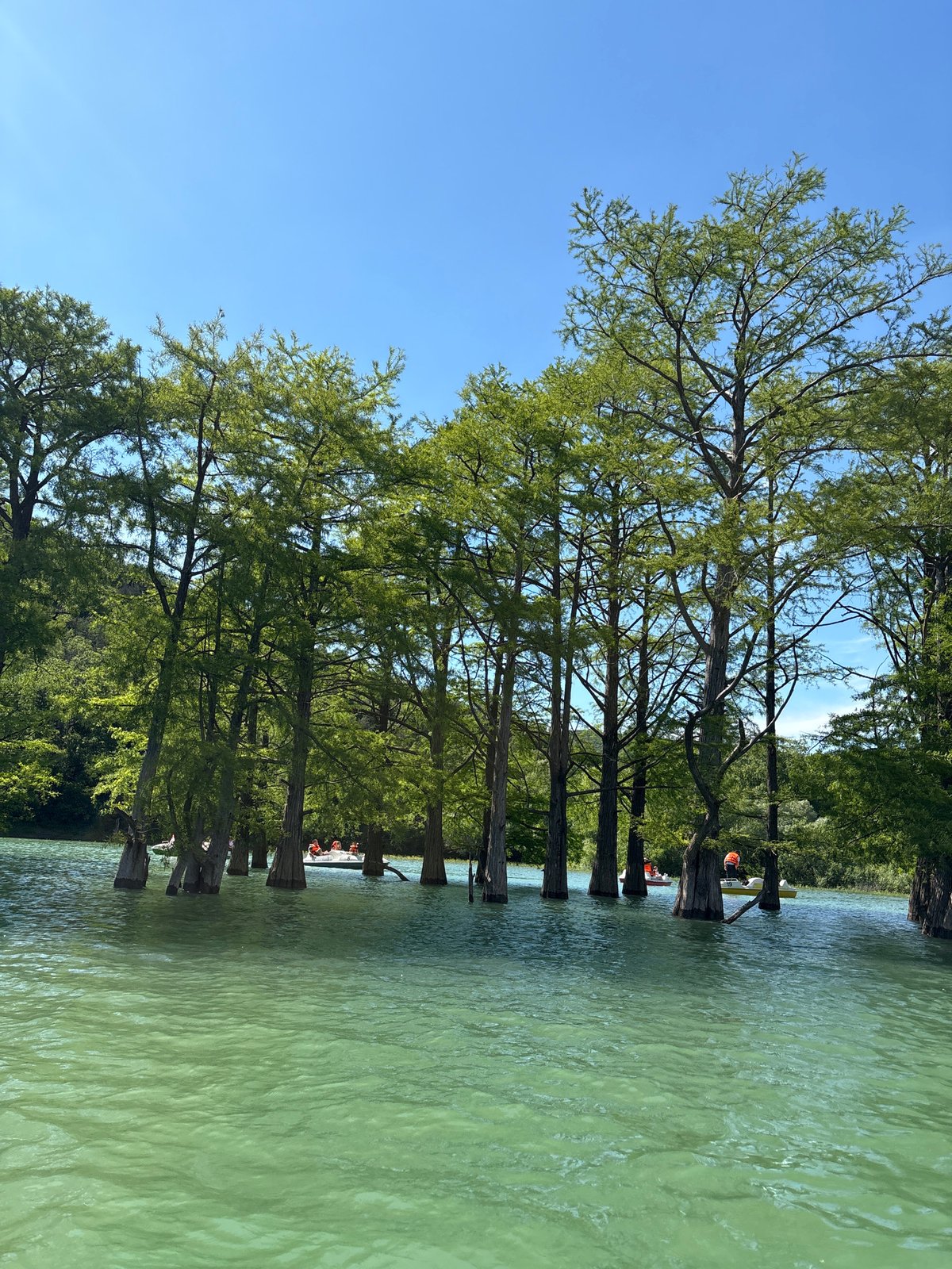 Trees Growing From Lake Waters Photographed in Sukko Russia