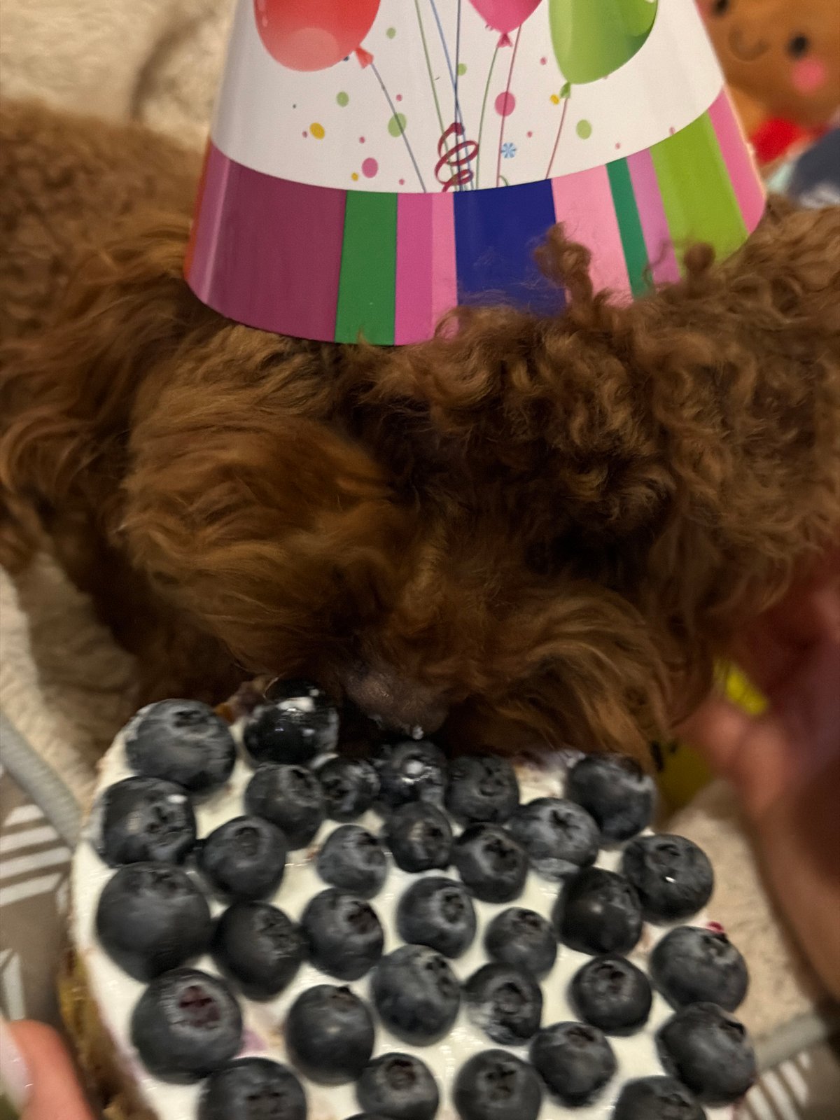 Poodle celebrates birthday party with cake in Sofia