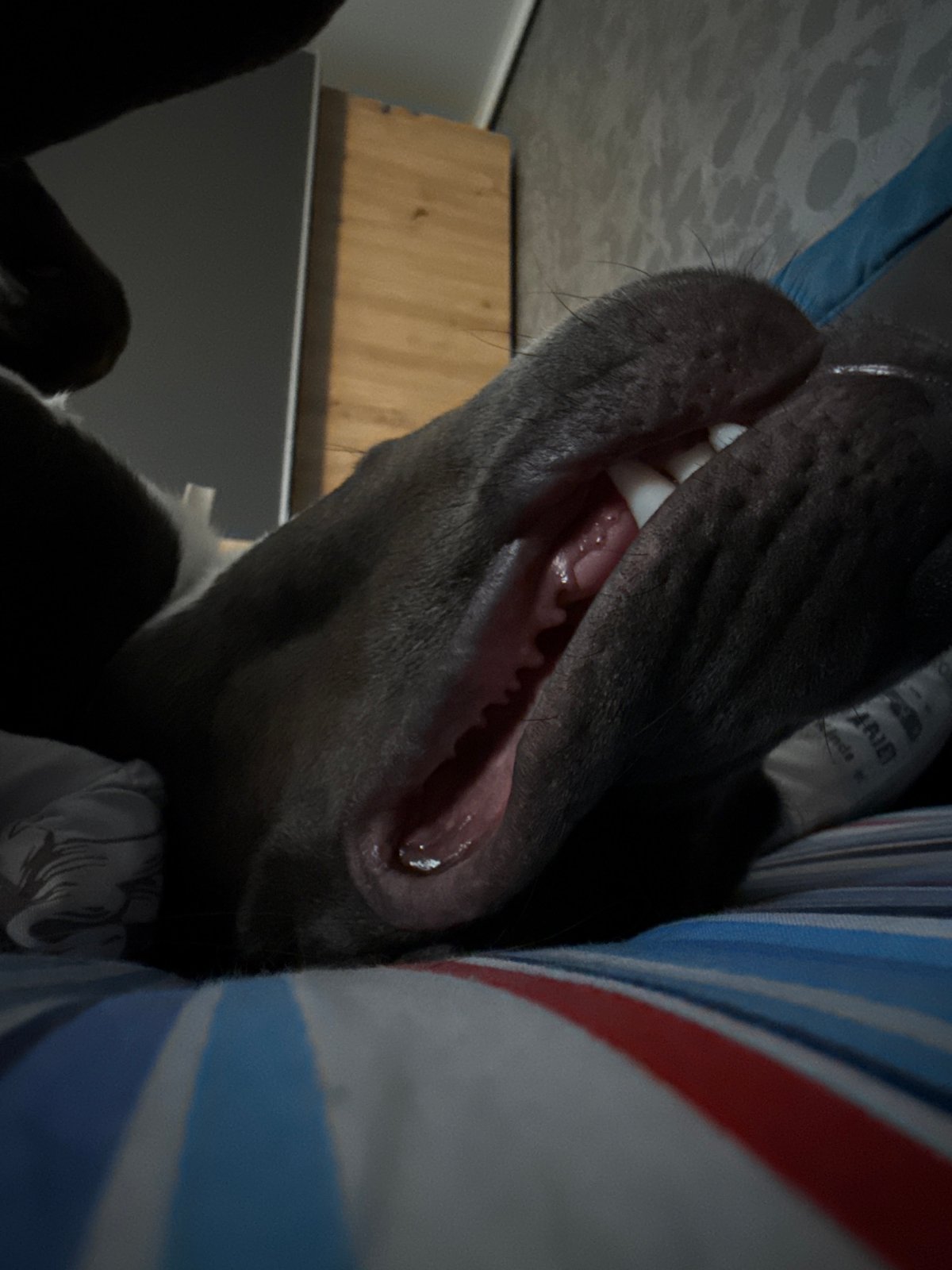 Quiet morning moments with pet dog captured in Zornitsa