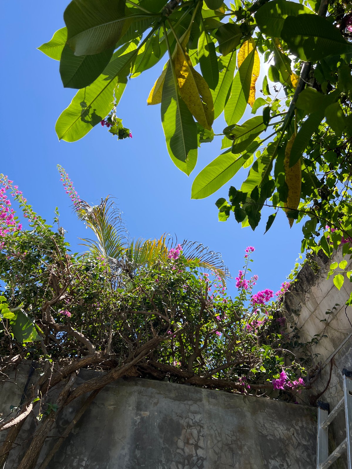 Morning garden routine with dog documented in tropical setting