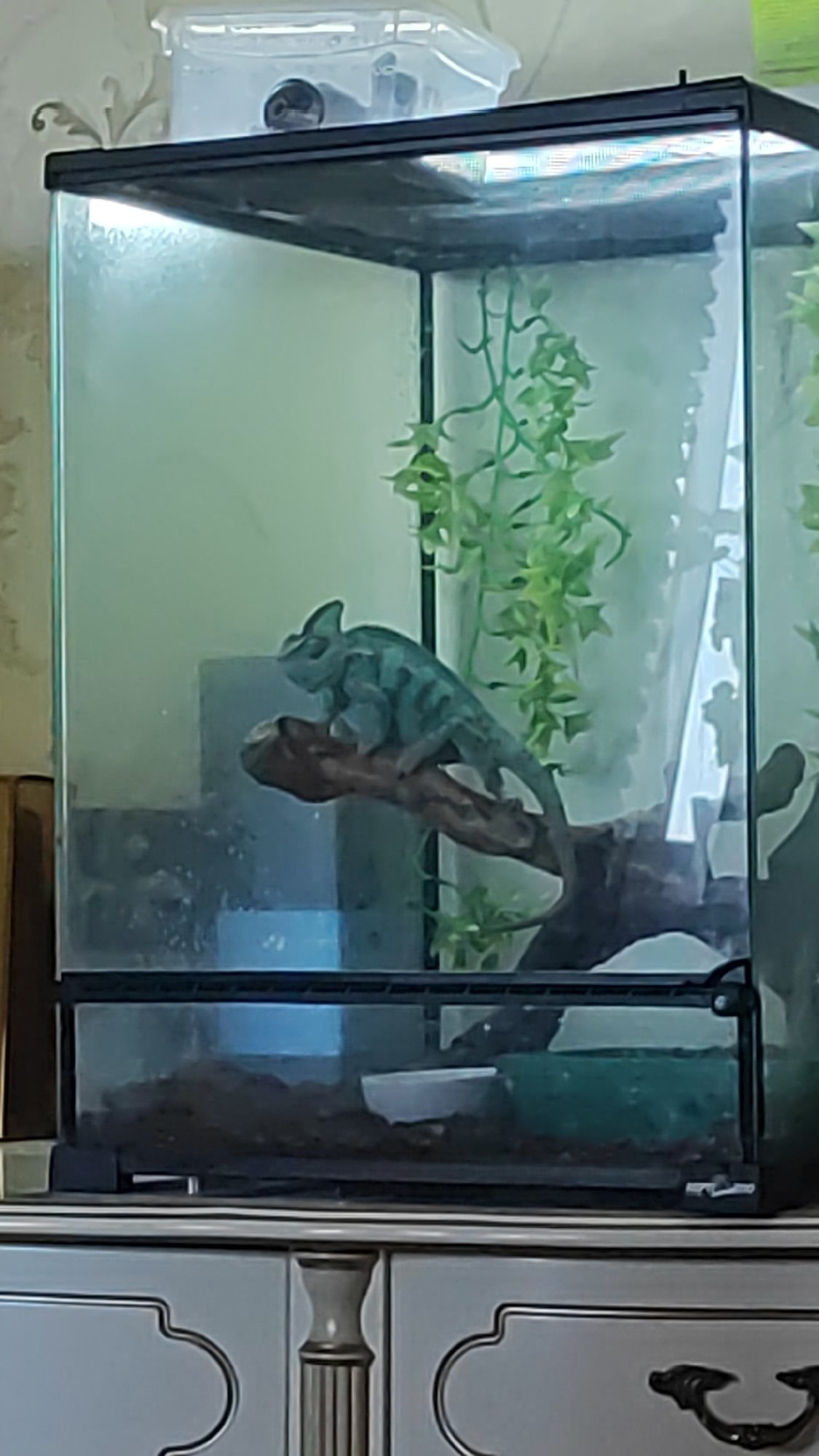 Veiled chameleon makes itself at home in Sochi