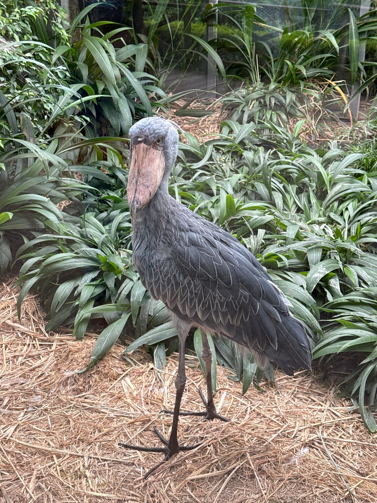 Afternoon walk through Prague Zoo's bird and animal enclosures