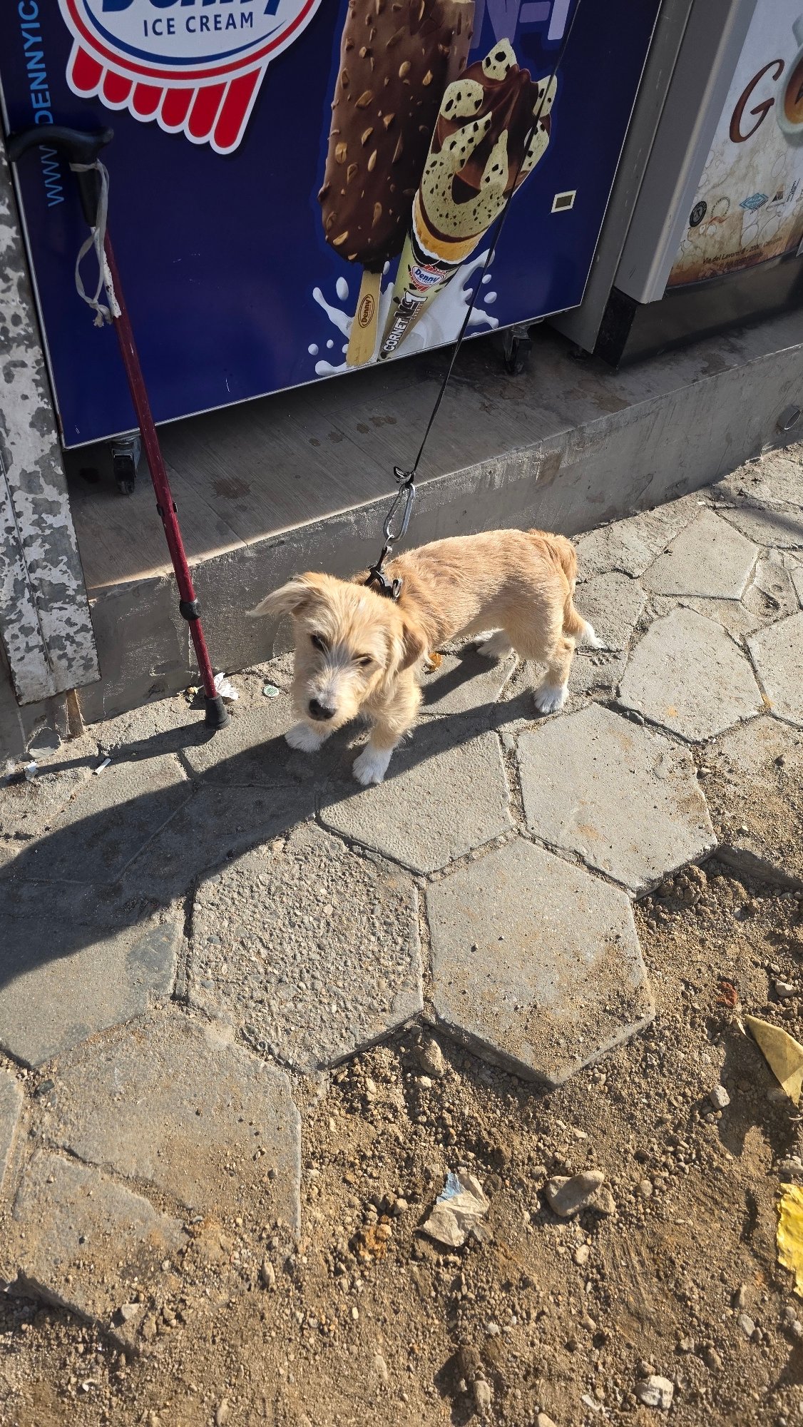 Quiet afternoon moments with dogs and family in Blagoevgrad