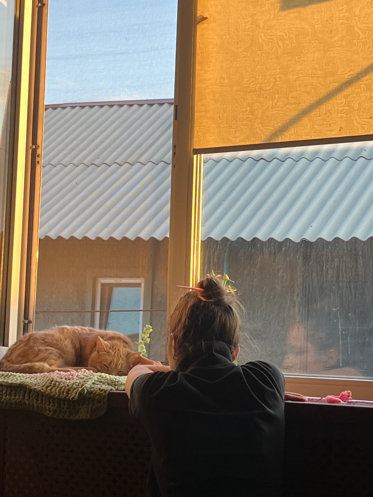 Cat on a windowsill, golden hour garden, settling dusk