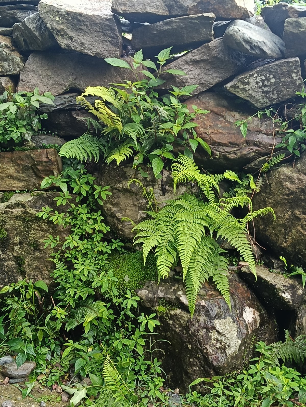 Rainy morning in the green hills of Haini, India