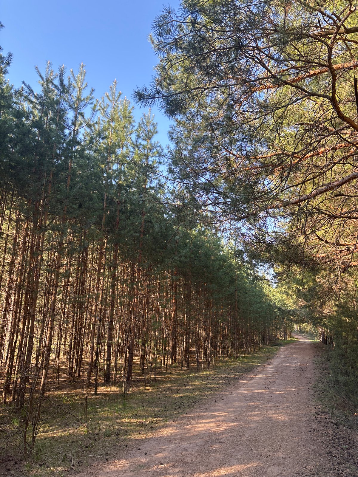 Early morning runner spotted on forest trail near Chaikovsky