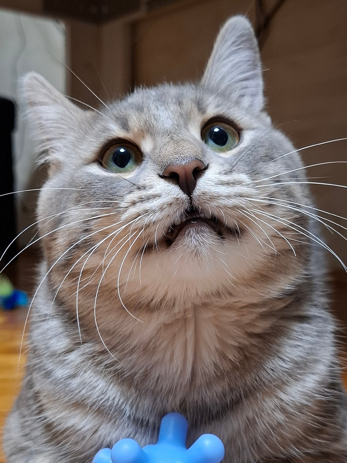 Tabby cat photographed during playtime in Novi Sad home
