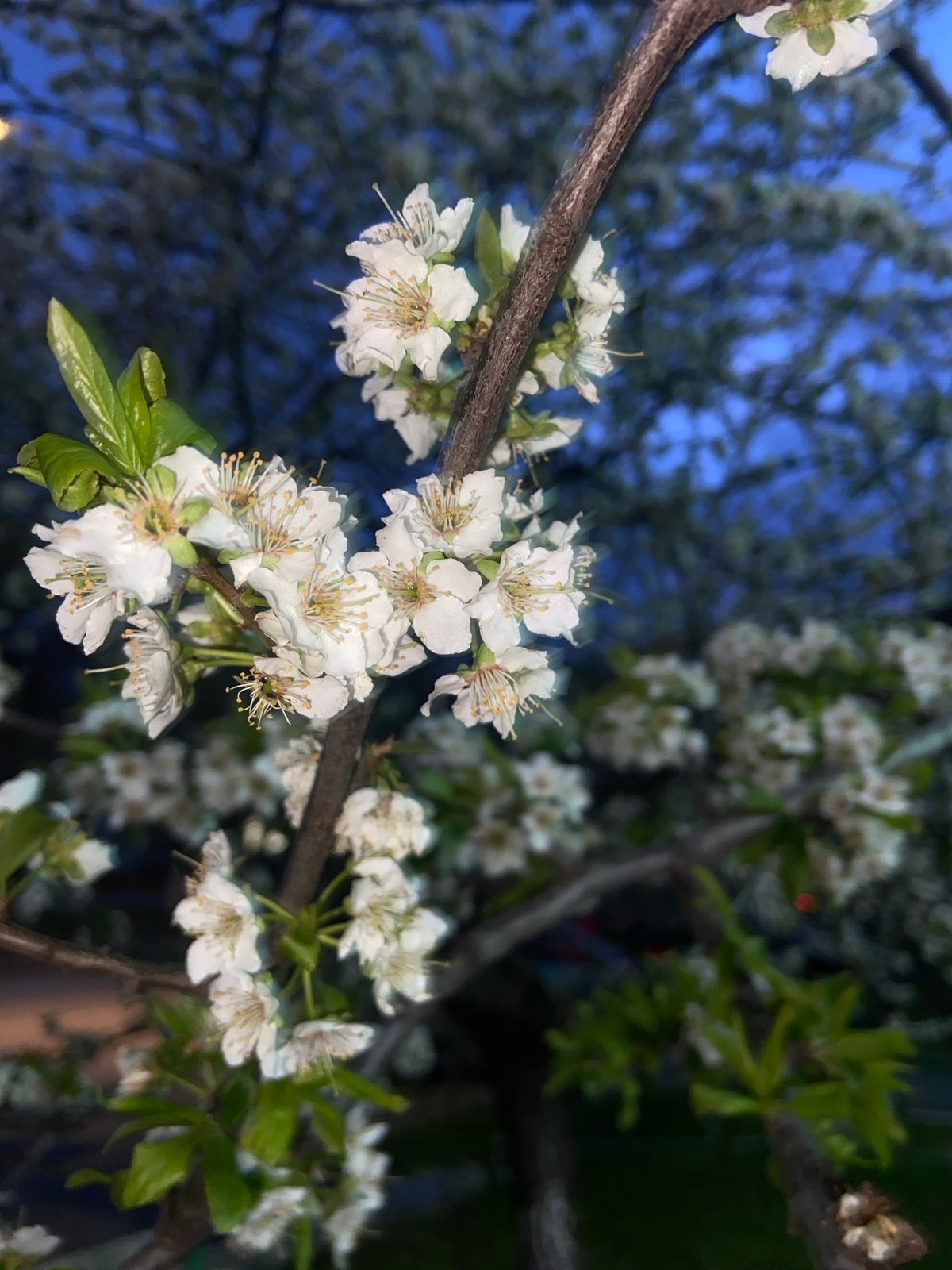 Spring blooms and nighttime streets captured in Saratov