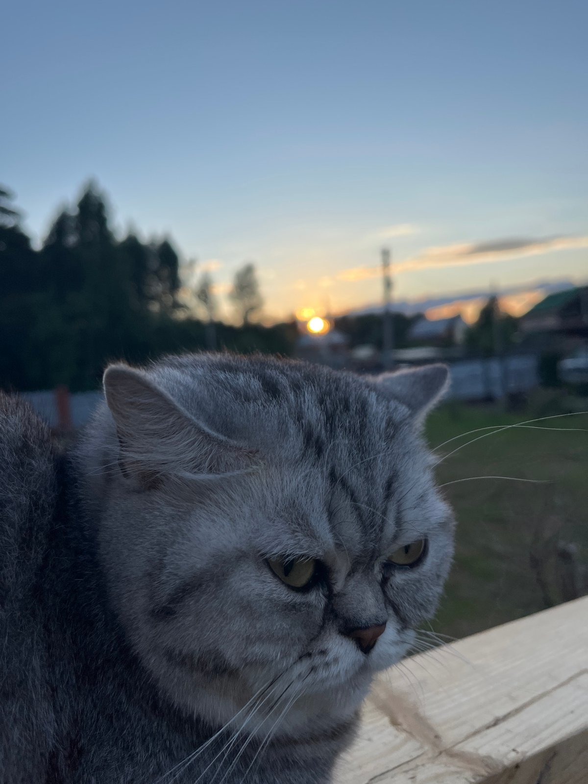 Portrait session captures cats, dog, and man in Chaikovsky