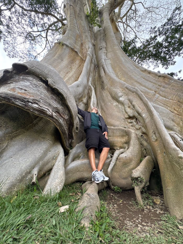 Tourists pose with giant banyan tree in Indonesia