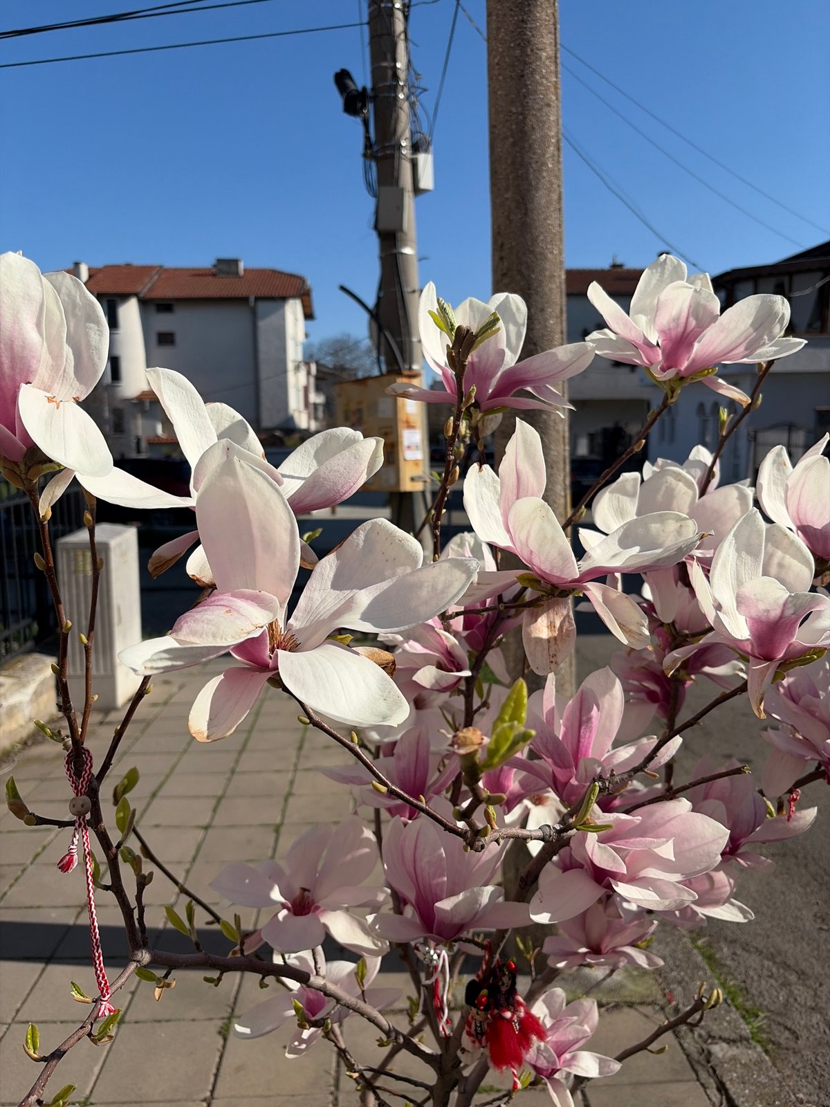 Magnolia tree blooms observed in residential Burgas, Bulgaria