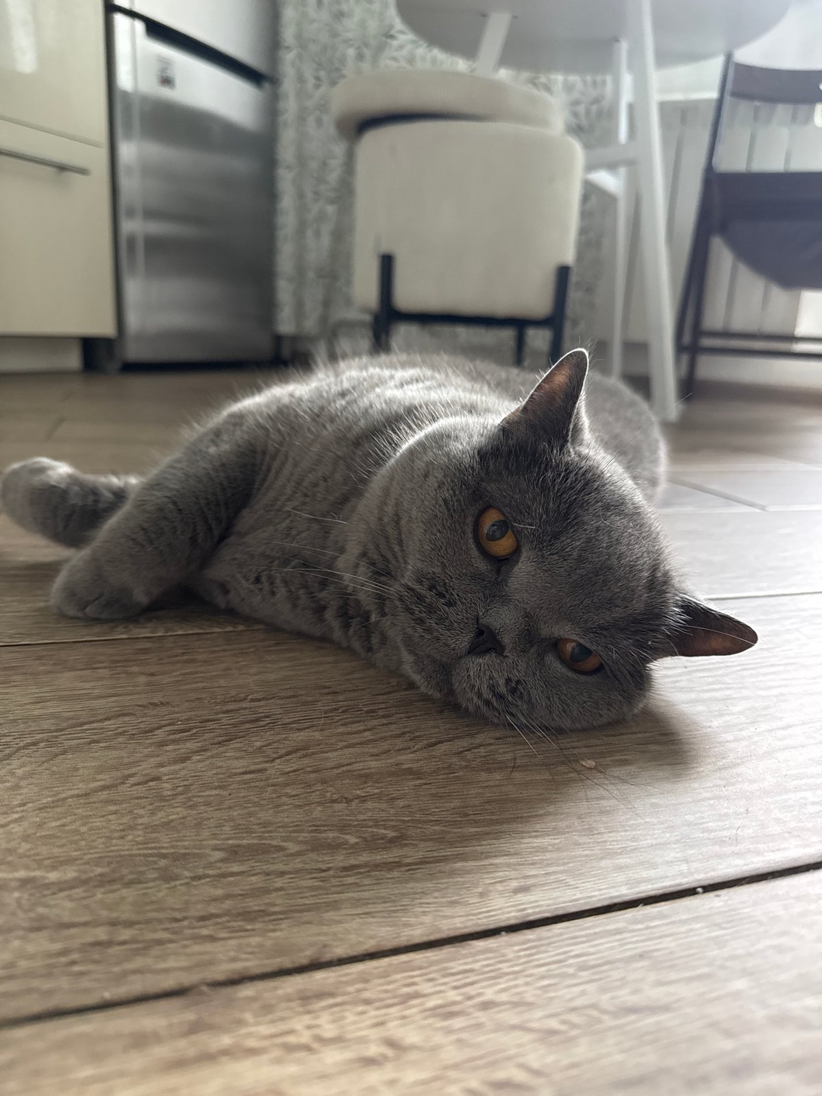 Sunset skies and a British Shorthair cat, suburban Moscow