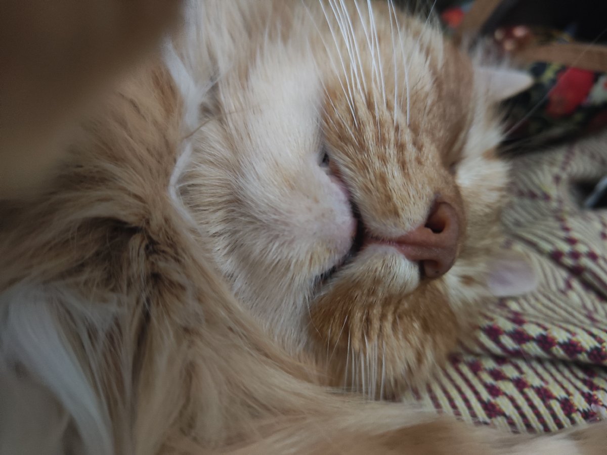 Ginger cat sleeps peacefully on blanket in Pushkin