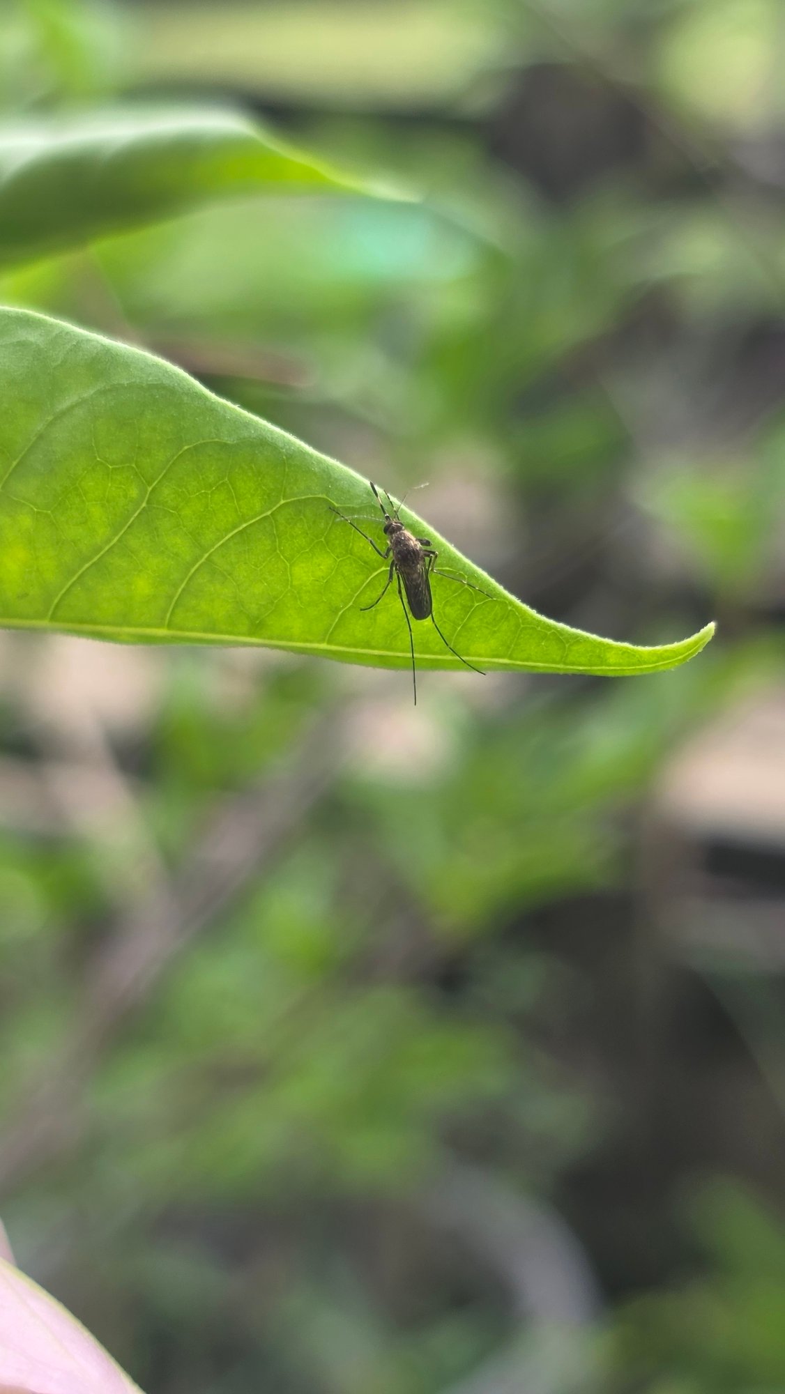 Morning garden photography session documents everyday life in Lhokseumawe