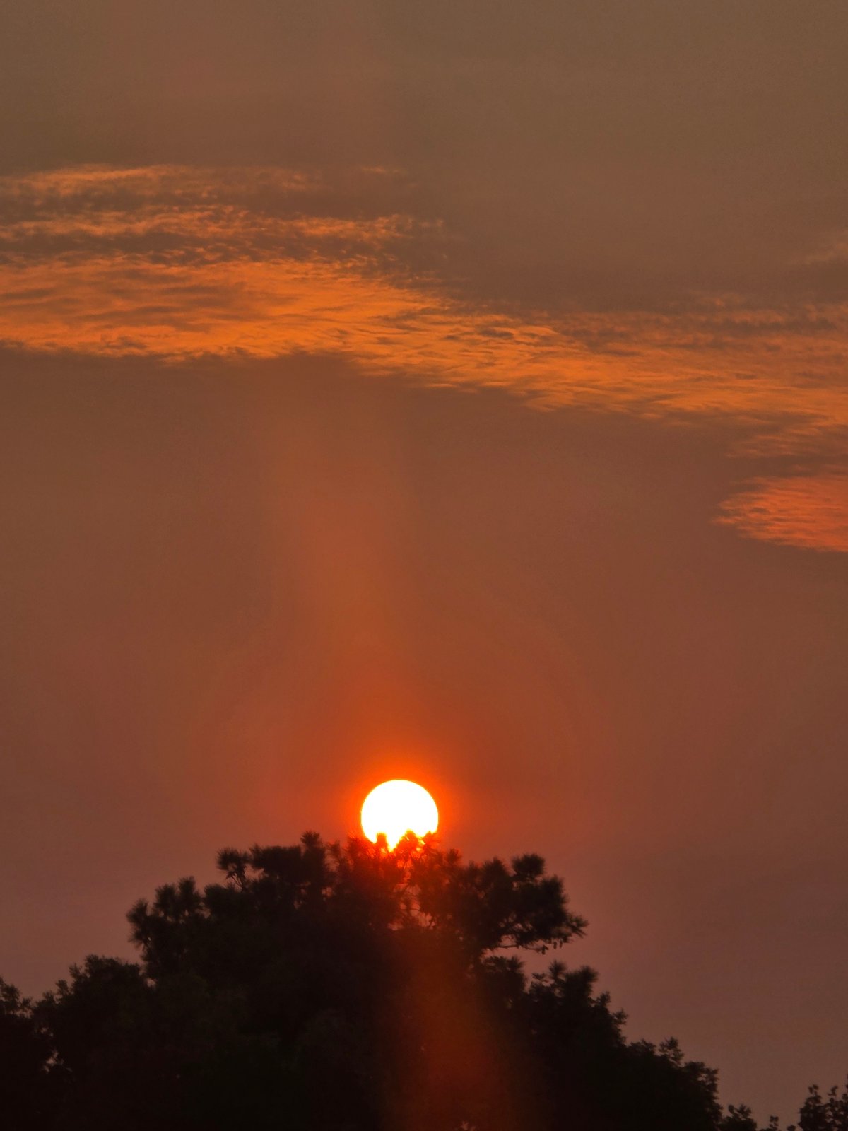 Orange sunset glows through haze behind Roswell tree line