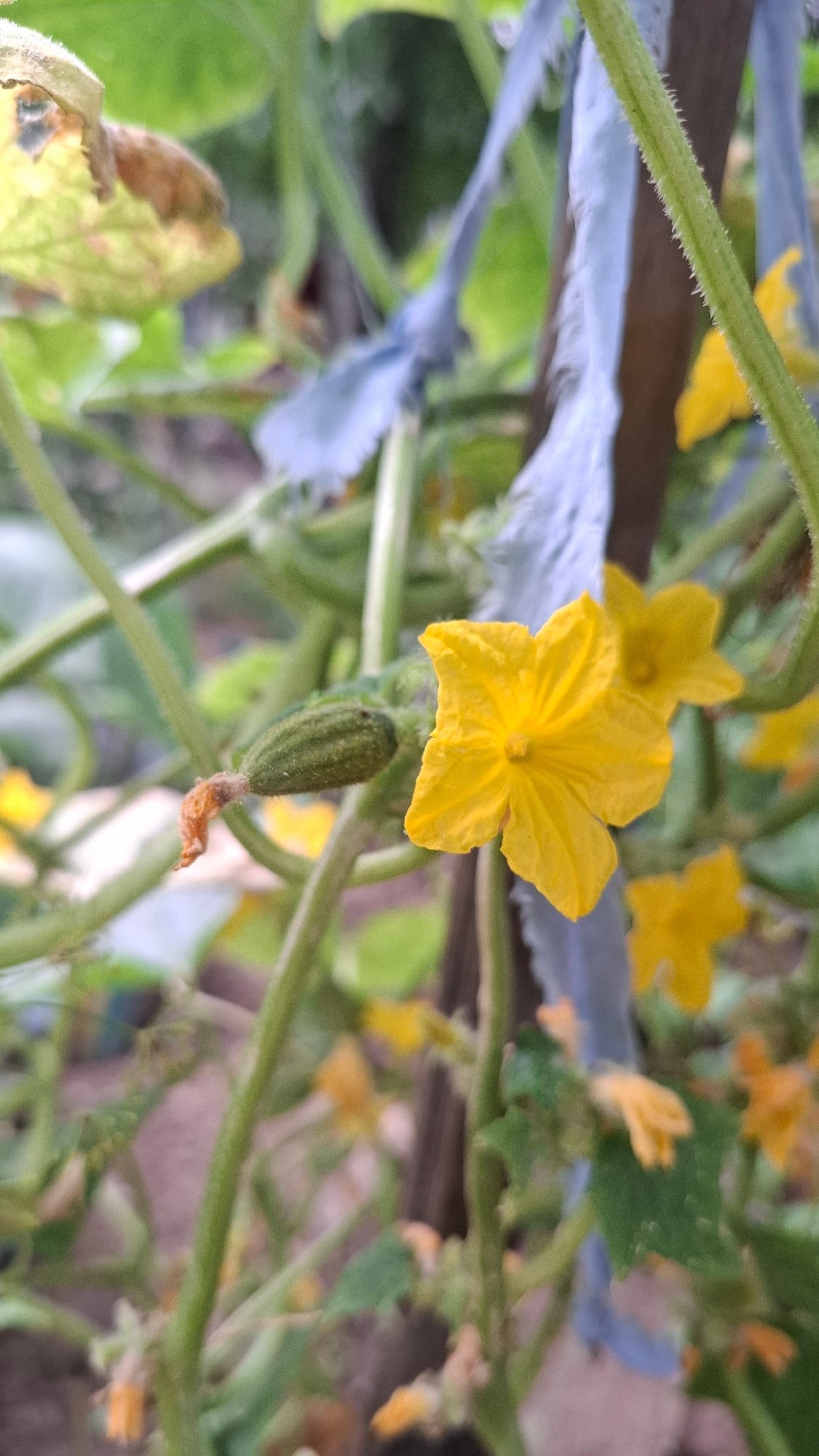 Garden morning in Shubarssu: cucumbers, dragonflies, and coffee