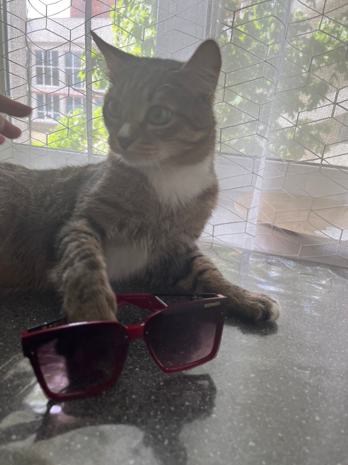 Cat plays with red sunglasses in Izhevsk home