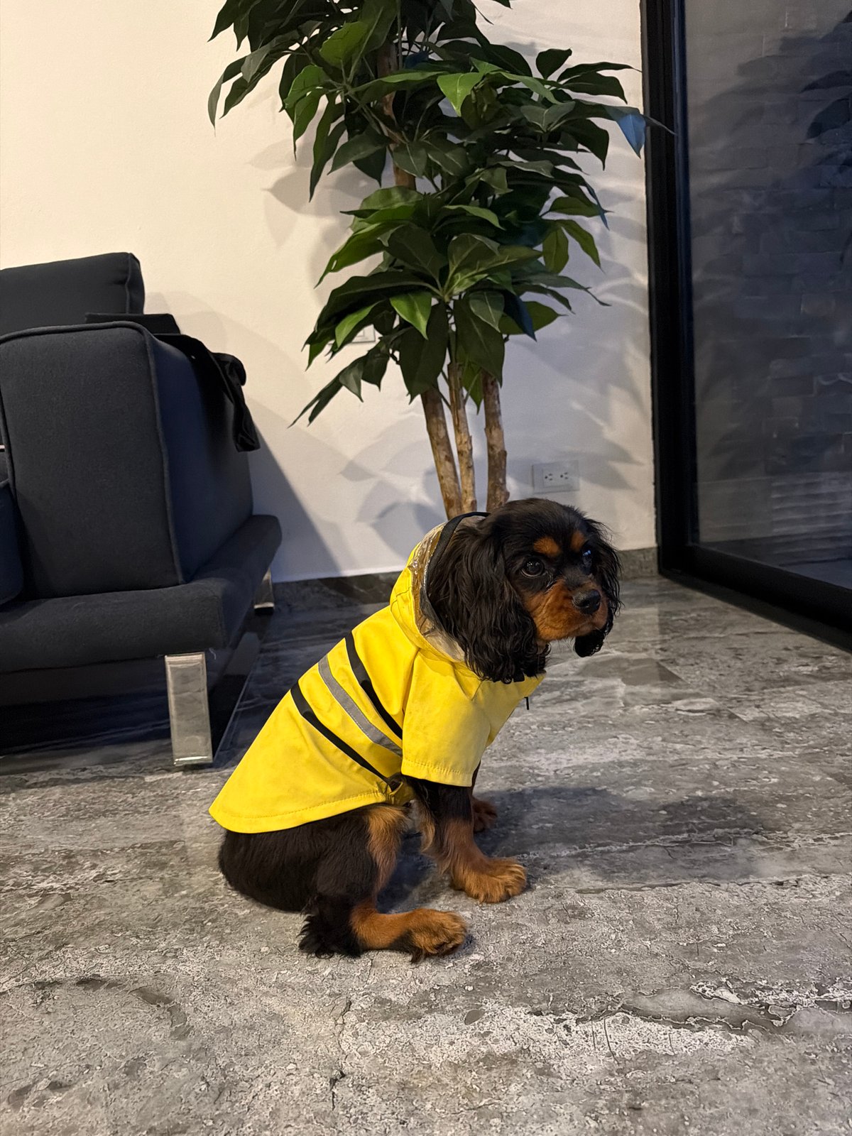 Dog in yellow raincoat spotted in Puebla
