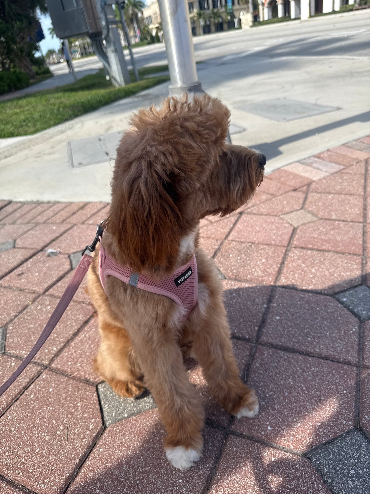 Woman walks dog through Boca Raton shopping center