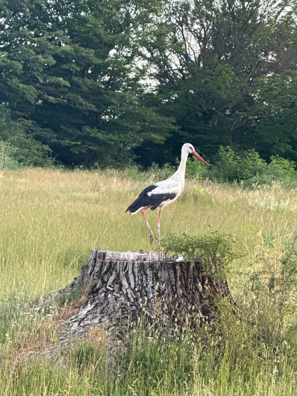 White stork caught mid-stride in an open grassy field