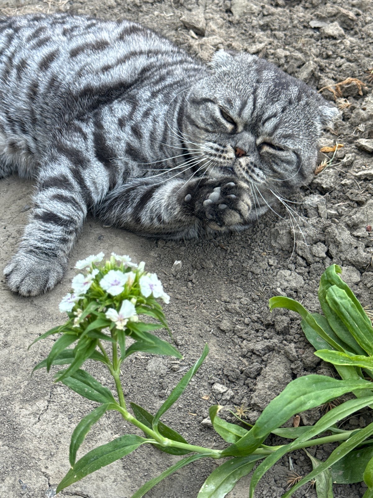 Cats and flowers in a well-tended garden