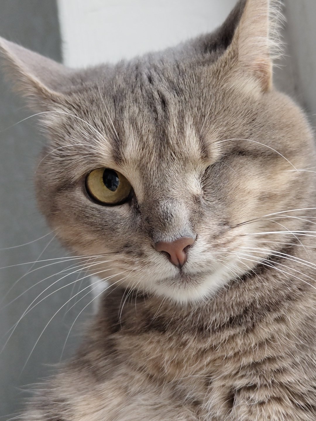 Tabby cat documented winking and resting during afternoon nap
