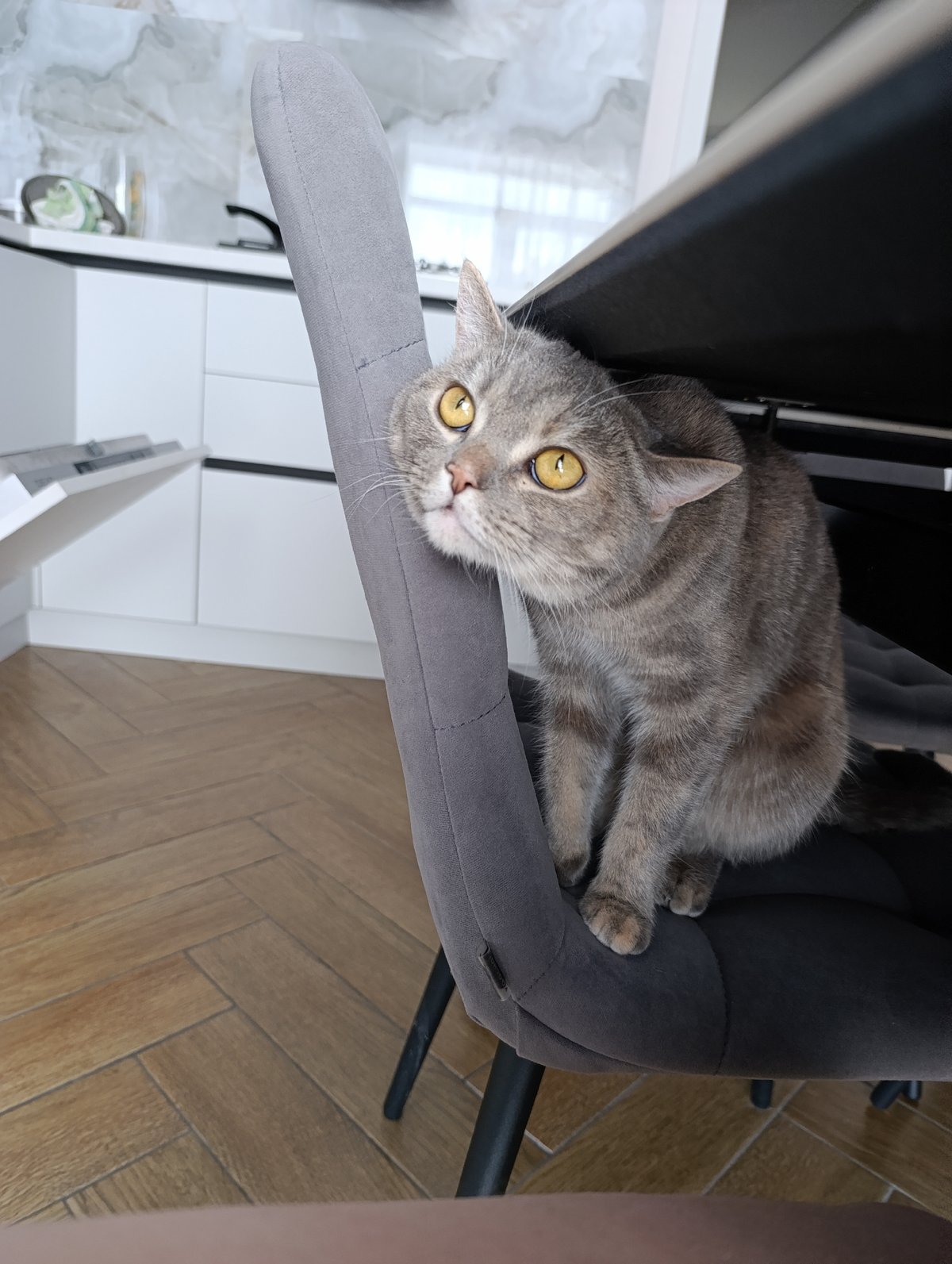 Morning breakfast routine with tabby cat in Chaikovsky home