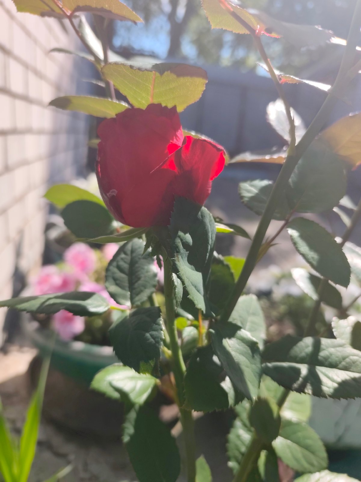 Garden produce, roses, and everyday odds and ends in Bor