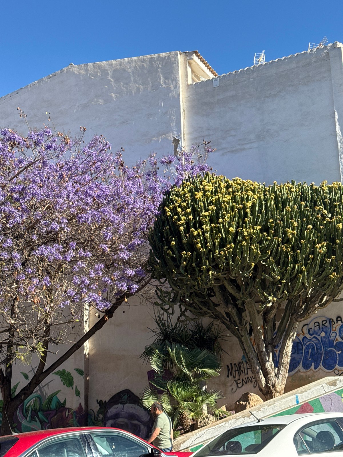 Flowering cactus plant documented alongside white building with antennas
